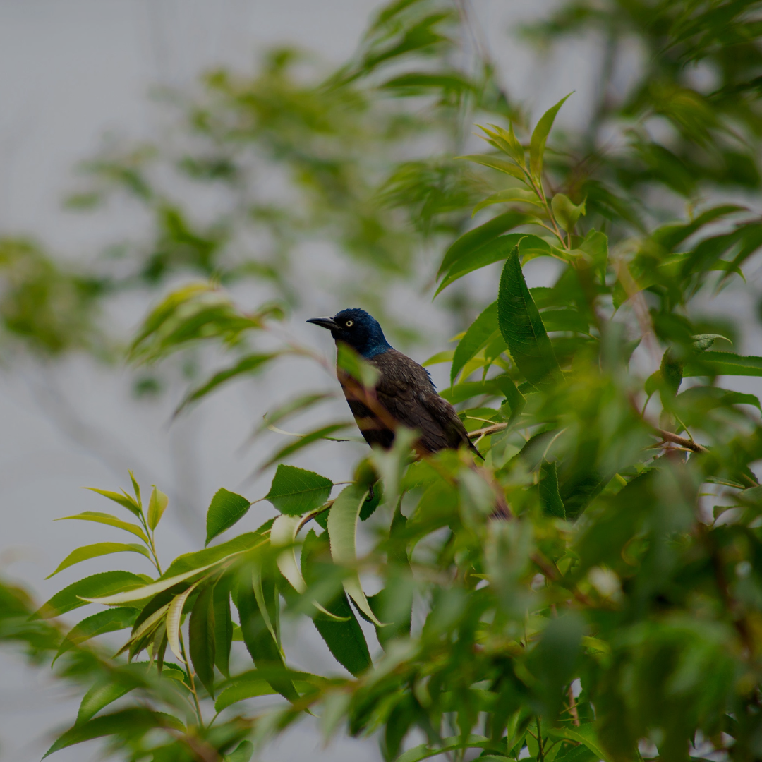 A bird sitting on a branch